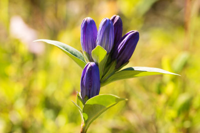 Allegheny Glade Gentian (Gentiana saponaria v. allegheniensis)
