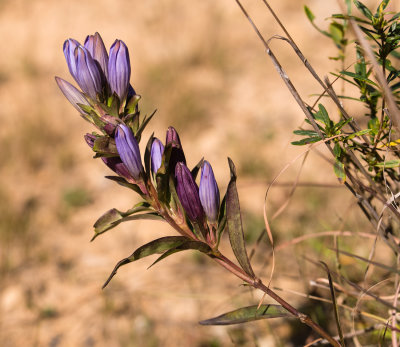Allegheny Glade Gentian (Gentiana saponaria v. allegheniensis)