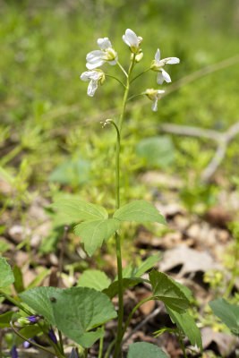 Alternate-Leaved Cardamine