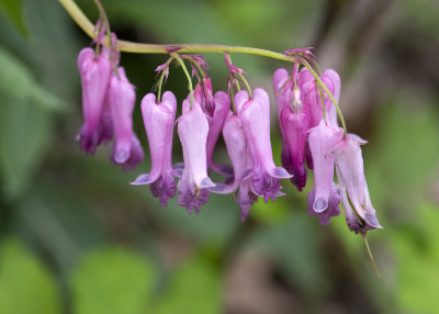 Wild Bleeding Hearts (Dicentra eximia)