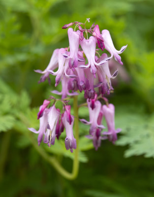 Wild Bleeding Hearts (Dicentra eximia)