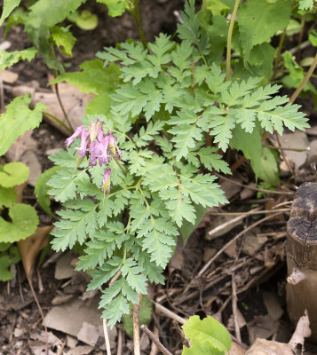 Wild Bleeding Hearts (Dicentra eximia).jpg