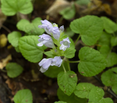 Meehan's Mint (Meehania cordata)
