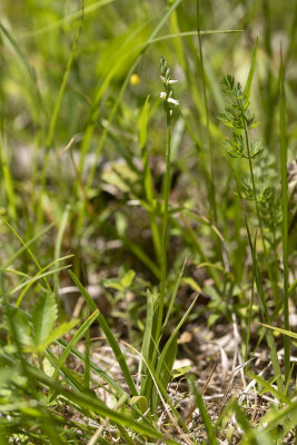 Spiranthes lucida