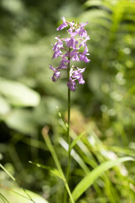 Lesser Purple Fringed Orchid (Platanthera psycodes)