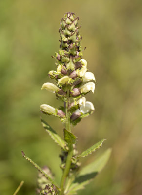 DSC_2076a.jpg