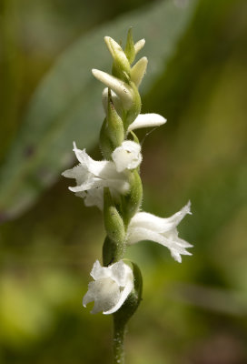 Spiranthes arcisepala