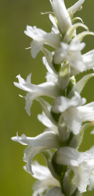 Spiranthes incurva
