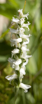 Spiranthes incurva