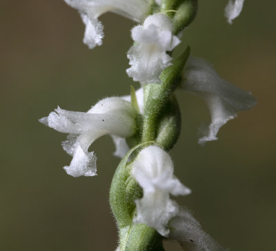 DSC_4511.jpg