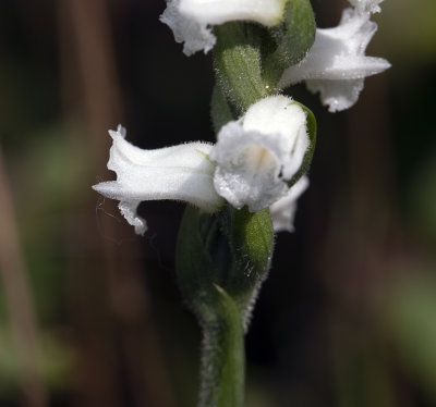 Spiranthes arcisepala