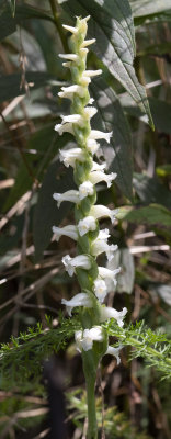 Spiranthes ochroleuca