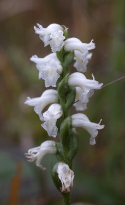 Spiranthes arcisepala