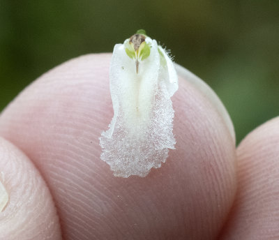 Spiranthes arcisepala