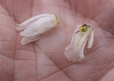 Spiranthes arcisepala