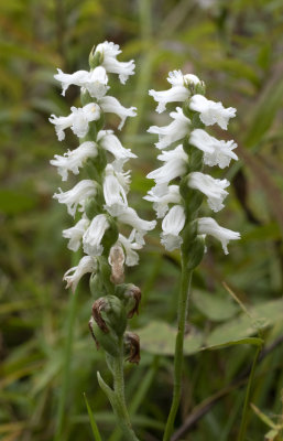 Spiranthes arcisepala