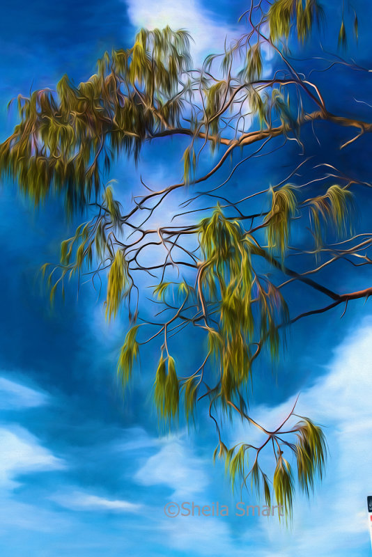 She oak leaves