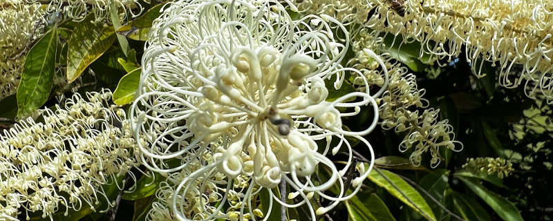 Grevillea close up 