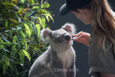 Koala being fed supplement 
