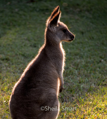 Backlit eastern grey kangaroo 