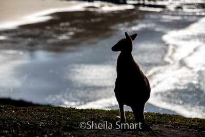 Australian  wildlife