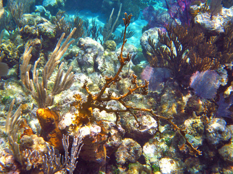 Fire Corals Genus Millepora