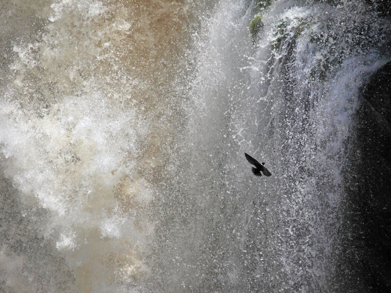 White-collared Swift - Streptoprocne zonaris