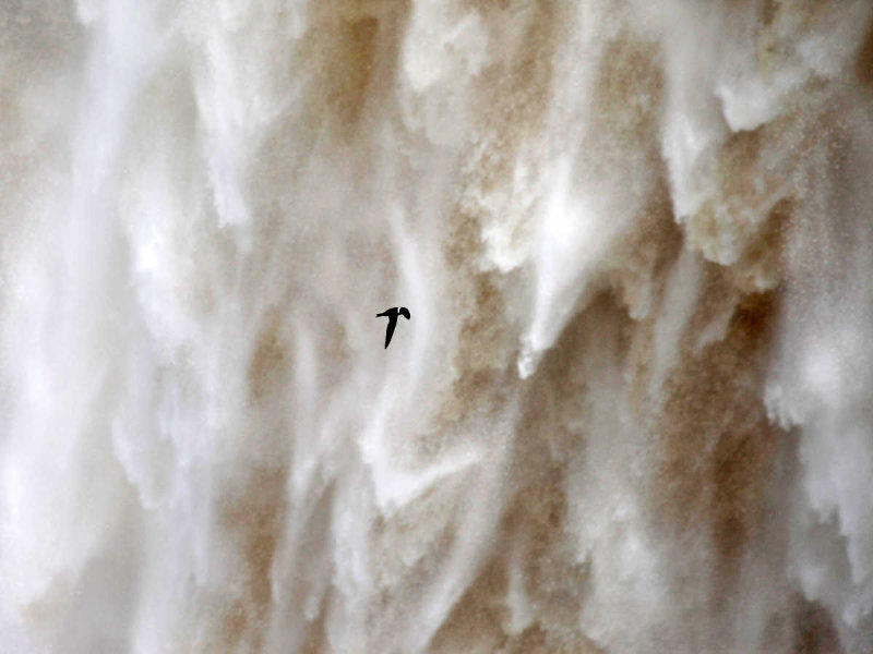 White-collared Swift - Streptoprocne zonaris
