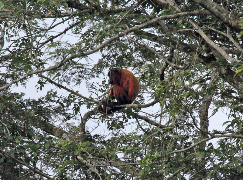Guyanan Red Howler Monkey - Alouatta macconnelli