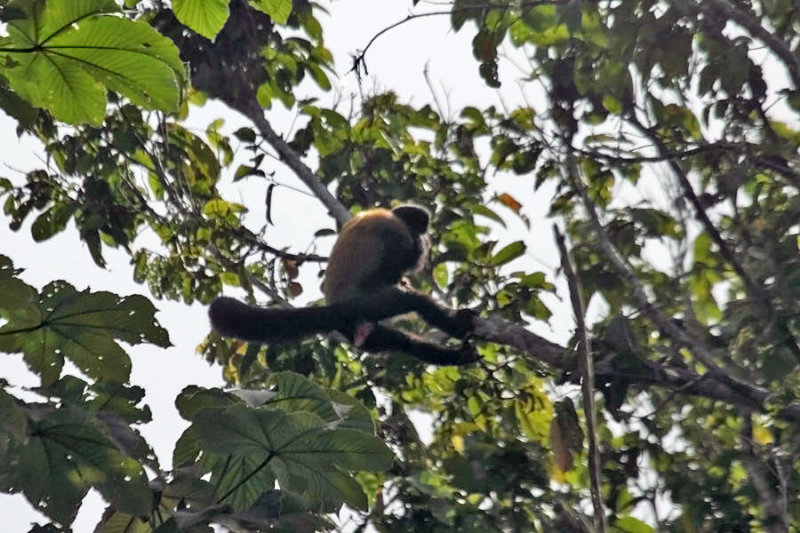 Red-backed Bearded Saki Monkey - Chiropotes chiropotes