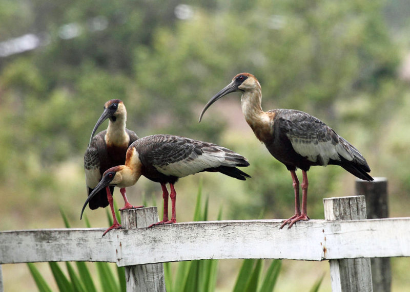 Buff-necked Ibis - Theristicus caudatus