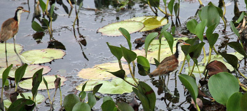 Wattled Jacana - Jacana jacana (immature)