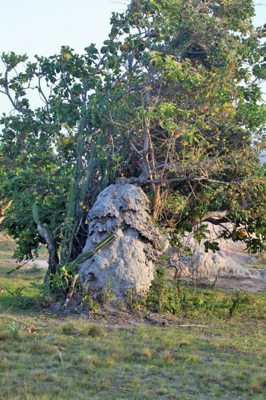 Amitermes sp. Termite mound