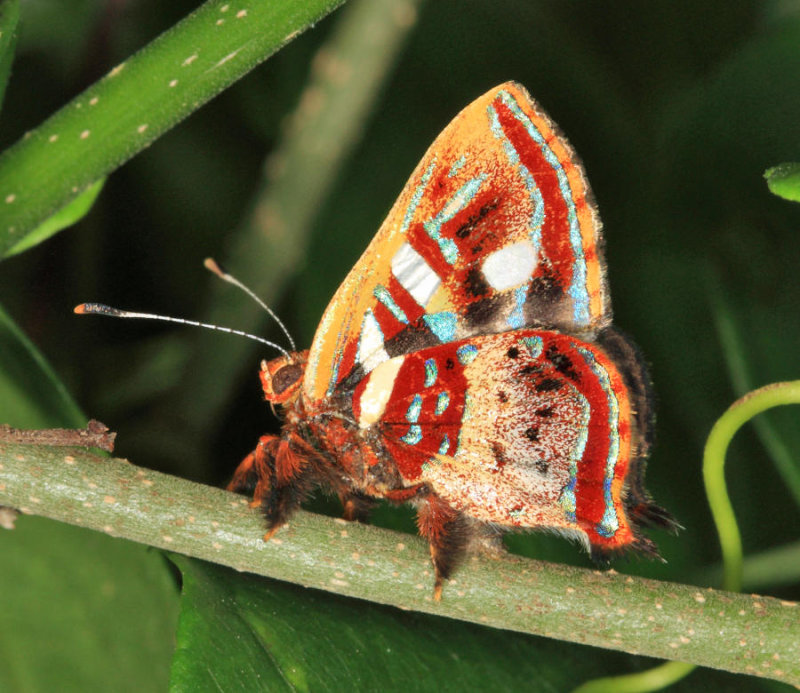 Carousing Jewelmark - Anteros carausius carausius