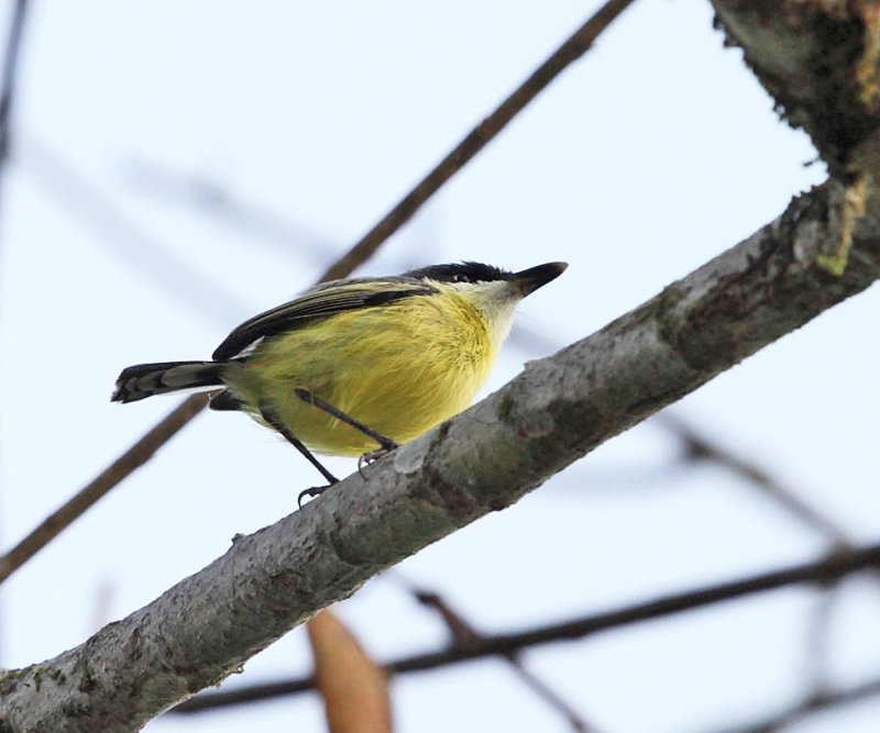 Common Tody-Flycatcher - Todirostrum cinereum