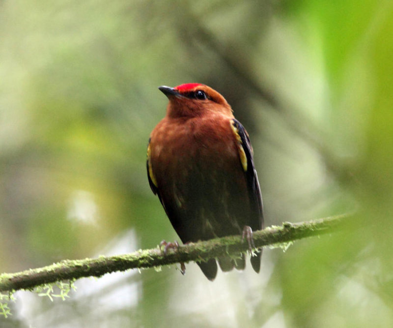 Club-winged Manakin - Machaeropterus deliciosus