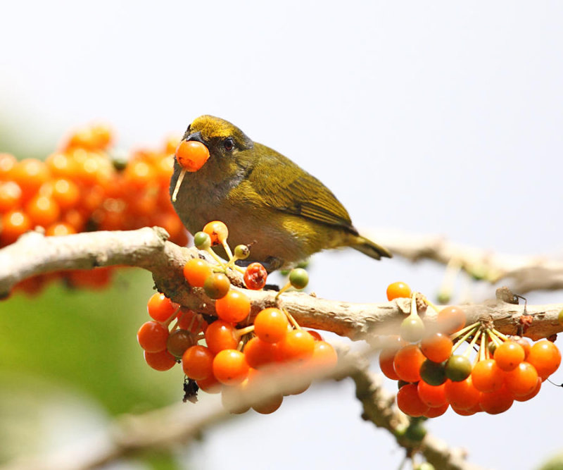 Orange-bellied Euphonia - Euphonia xanthogaster (female)