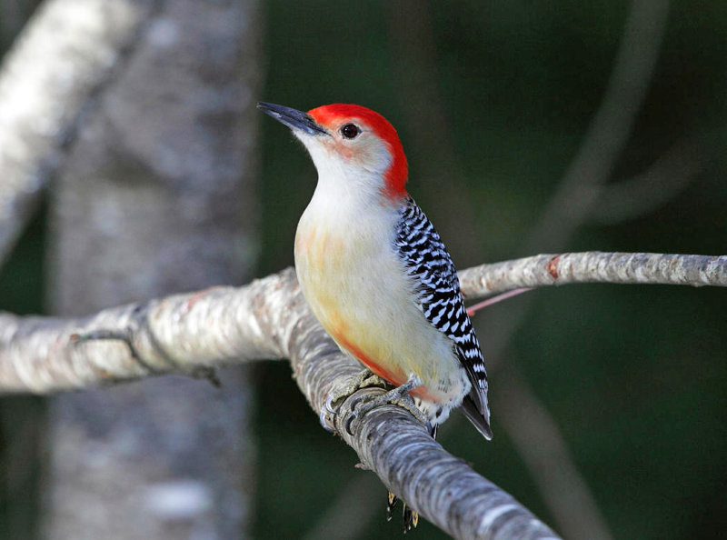 Red-bellied Woodpecker - Melanerpes carolinus