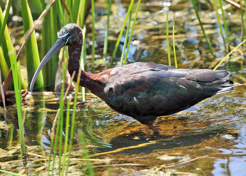 Glossy Ibis - Plegadis falcinellus