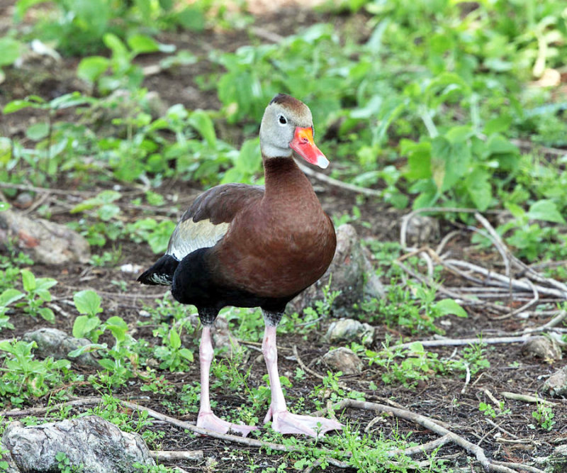 Black-bellied Whistling Duck - Dendrocygna autumnalis