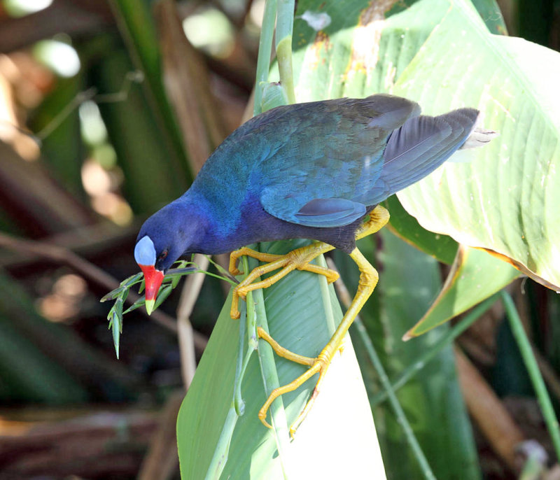 Purple Gallinule - Porphyrio martinicus