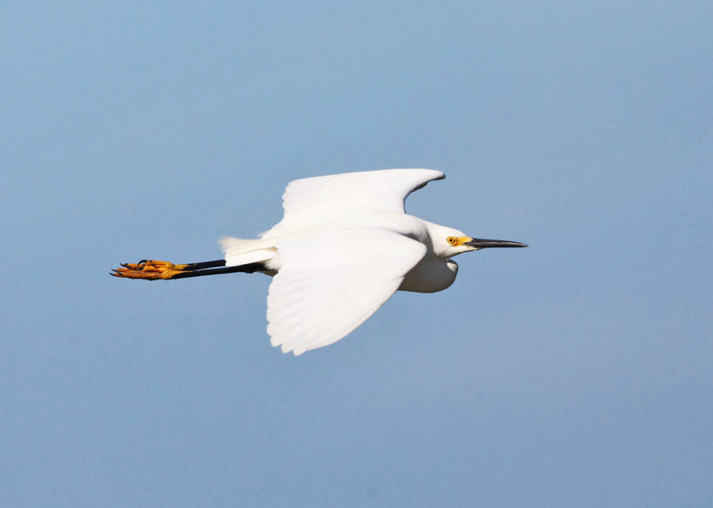 Snowy Egret - Egretta thula