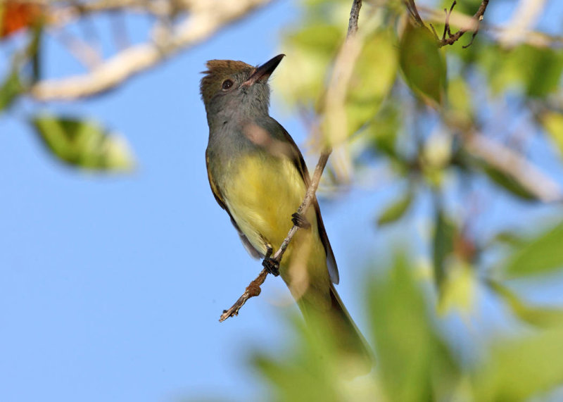 Great-crested Flycatcher - Myiarchus crinitus
