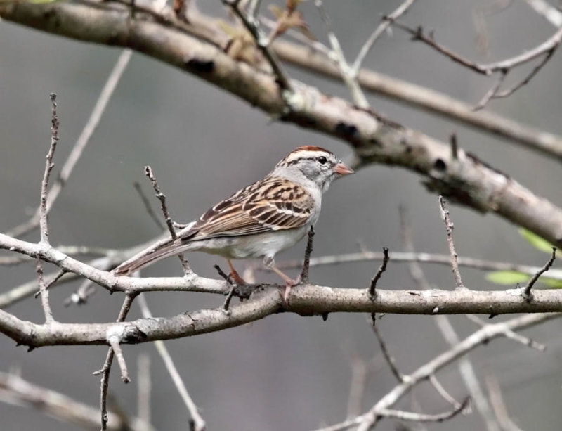 Chipping Sparrow - Spizella passerina