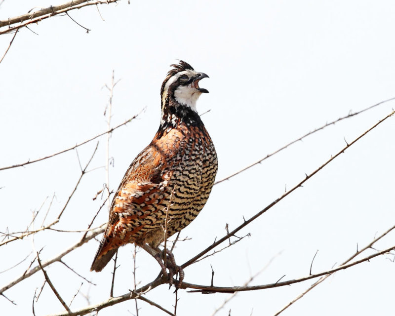 Northern Bobwhite - Colinus virginianus