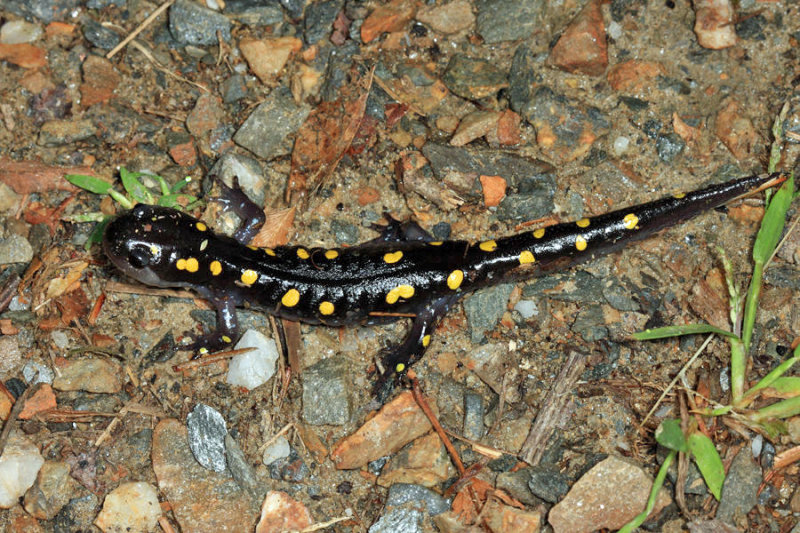 Spotted Salamander - Ambystoma maculatum