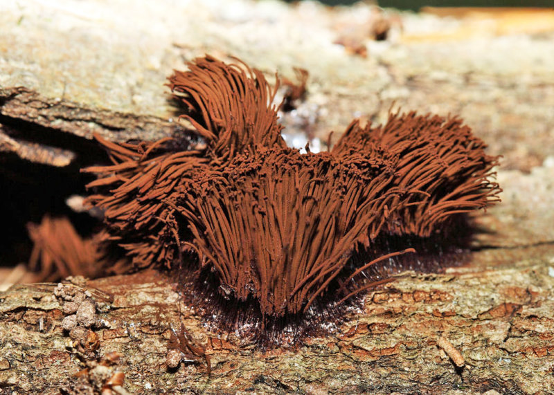 Stemonitis splendens (Chocolate Tube Slime)