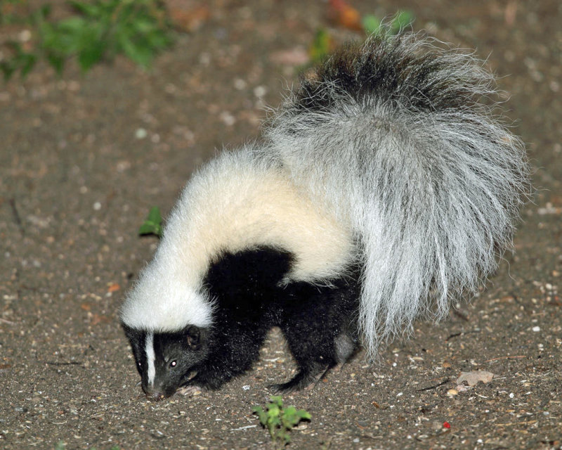 Striped Skunk - Mephitis mephitis
