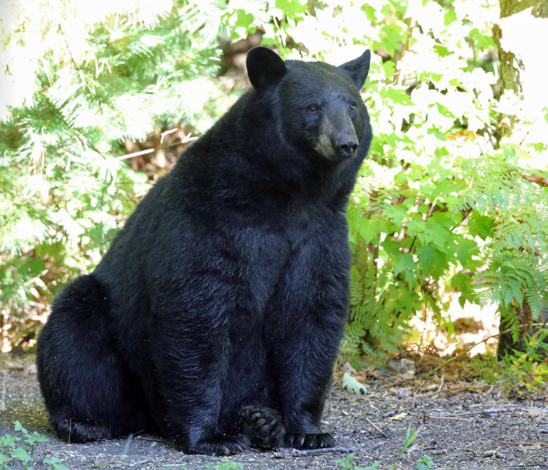 Black Bear - Ursus americanus
