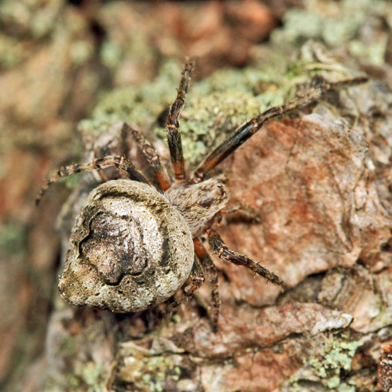 Humpbacked Orbweaver - Eustala anastera
